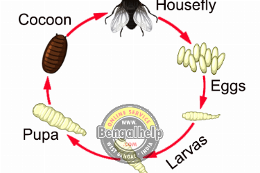 Reproductions in Animals - Question and Answers-141-9837960593.png